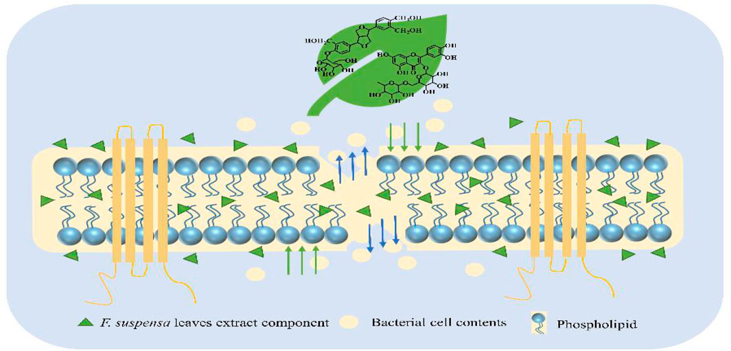 Antibacterial mechanism of Forsythia suspensa leaf extract involving membrane disruption and inhibition of bacterial function.